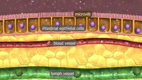 Absorption of nutrients through small intestine Stock Footage 282124125