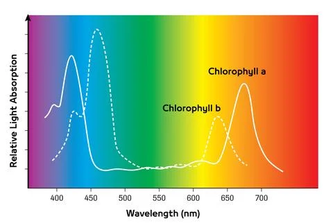 Absorption Spectrum of Chlorophyll a and b vs. Wavelength Stock Illustration