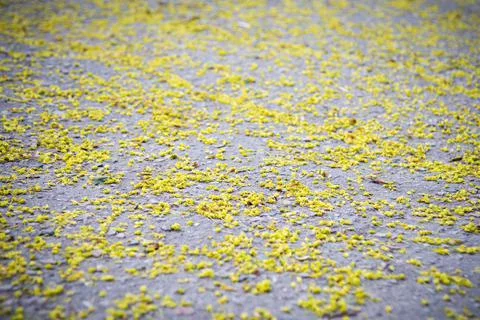 Absract pattern with yellow inflorescences on grey ground. Blurred spring Stock Photos