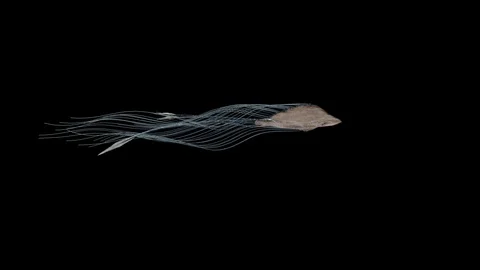 Abstact Sky Stingray Flying in the Sky. Stock Footage 115912962