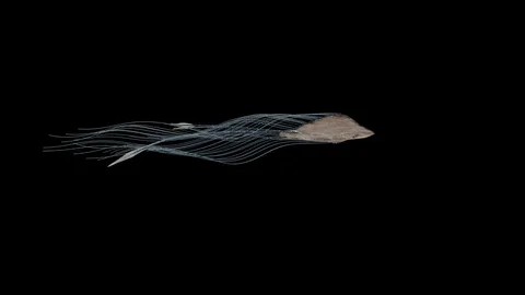Abstact Sky Stingray Flying in the Sky. Vídeo Stock 115913610