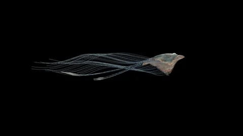 Abstact Sky Stingray Flying in the Sky. Stock Footage 116044647