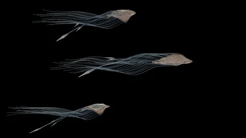 Abstact Sky Stingrays Flying in the Sky. Stock Footage 115948548