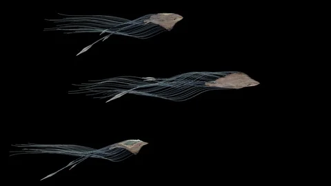 Abstact Sky Stingrays Flying in the Sky. Stock Footage 115948934