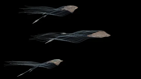 Abstact Sky Stingrays Flying in the Sky. Stock Footage 116179503