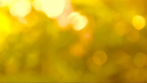 Abstrack Bokeh nature view of Golden yellow leaf in garden Stock Footage 116758372