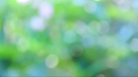 Abstrack Bokeh nature view of Green leaf in garden Stock Footage 116758375