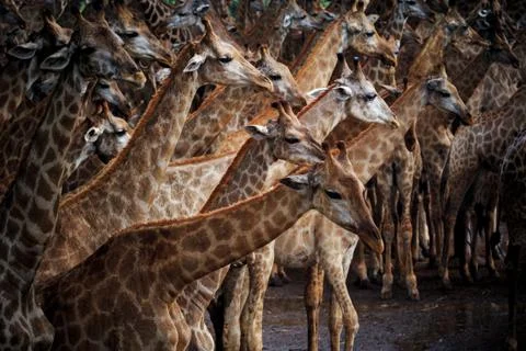 Abstrack flock of giraffe in wild Stock Photos
