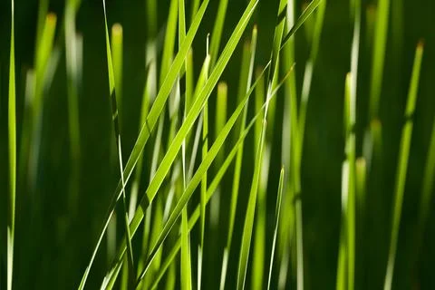 Abstrack grass 库存照片