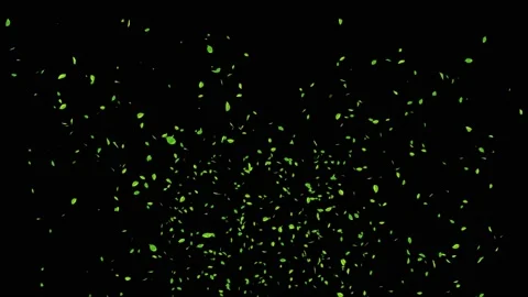 Abstract 3D 4K Animation of a mint leaves Falling flow motion Loop Animation Video stock 141170086