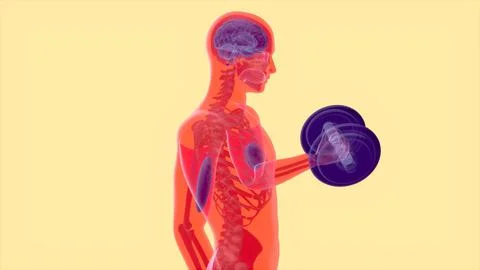 Abstract 3D anatomy of a man doing biceps curls Ilustración de archivo