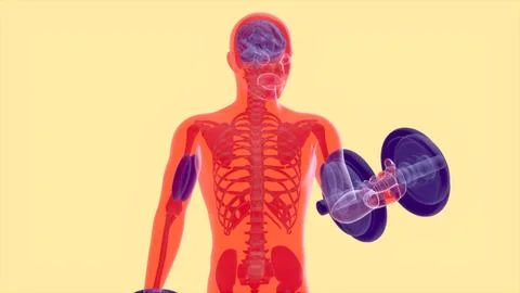 Abstract 3D anatomy of a man doing biceps curls Ilustración de archivo