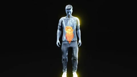 Abstract 3d anatomy view of the gut Stock Footage 258927757