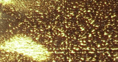 Abstract 3D graphics Background with golden pills. Stock Footage 96582939