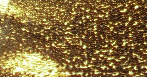 Abstract 3D graphics Background with golden pills. 3D rendering Stock Illustration