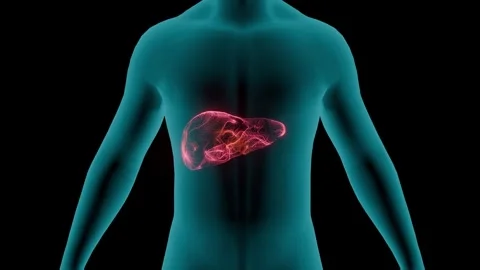 Abstract 3D human anatomy visualization of a glowing red liver organ Stock Footage 344606447