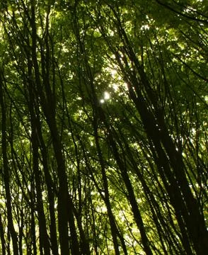 Abstract 3d illustration of a group of trees in a a forest Stock Illustration