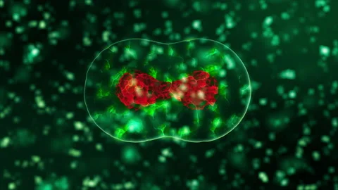 Abstract 3d model of coronavirus 2019-nCoV pathogen cells in infected blood Stock Footage 132269289
