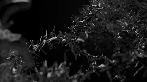 Abstract 3d rendered organic shape. Macro close-up with depth of field blur.  Stock Illustration