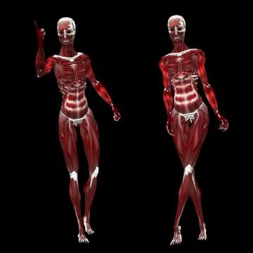 Abstract 3d skeleton with muscles Stock Illustration