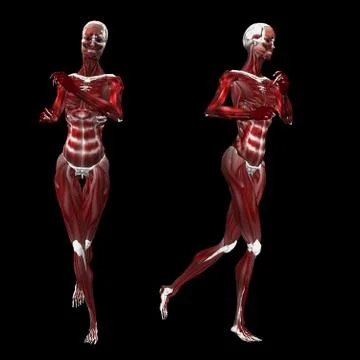 Abstract 3d skeleton with muscles イラスト素材