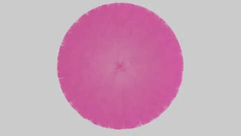 Abstract 3D video rendering of a rotating fluffy pink ball on a white background Stock Footage 254551855