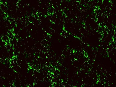 Abstract 4k green background Stock-Footage 74928455