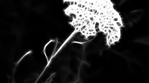 Abstract Achillia (Yarrow) pass down Stock Footage 10800580