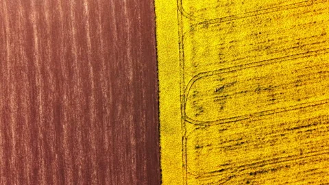 Abstract aerial split between brown soil and yellow flowers Video stock 333840502