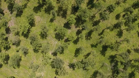 Abstract aerial view above of forest during the summer. Video stock 139039028