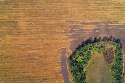 Abstract Aerial View of Sharp Land Boundary Contrast. Forest Edge Next to Golden Stock Photos