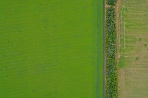 Abstract Aerial View of Sharp Land Division. Forest Belt Separating Green and Stock Photos