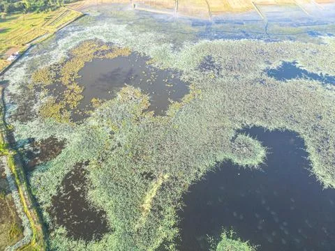Abstract Aerial View of Water Plants on a Lake in Laos Stock Photos