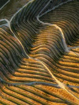 Abstract Aerial Vineyard Rows in Douro Valley Portugal Stock Photos