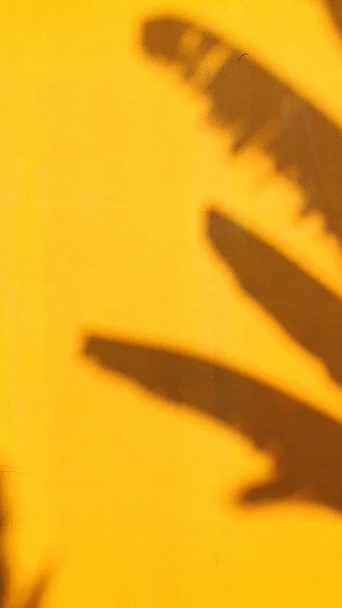 Abstract aesthetic leaf shadow Stock Footage 332423814