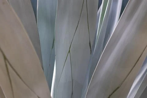 Abstract agave leaf background with blue green tones and linear patterns Stock Photos