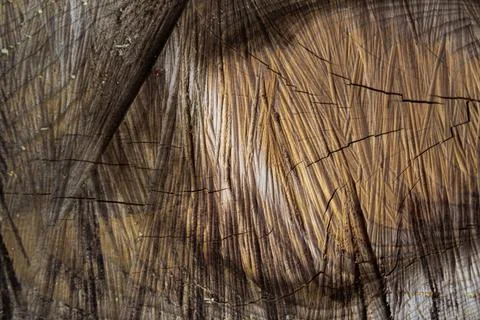 Abstract Aged Tree Trunk Cross Section Texture Background Stock-Fotos