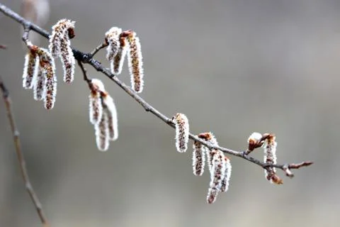 Abstract alder earring on spring tree branch Stock Photos