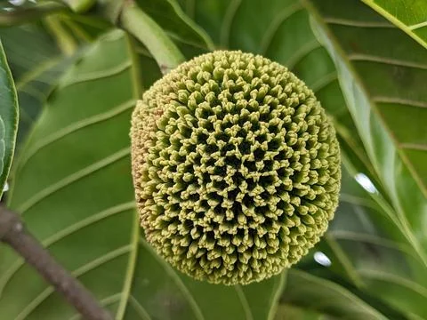 Abstract alignment pattern of a green and yellow mixed nut Stock Photos