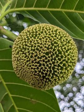 Abstract alignment pattern of a green and yellow mixed nut Stock Photos