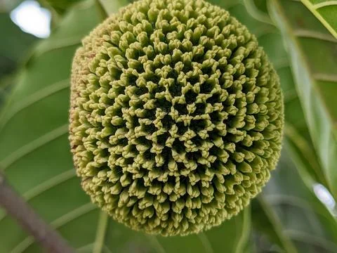 Abstract alignment pattern of a green and yellow mixed nut Stock Photos