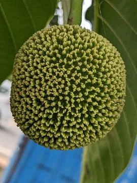 Abstract alignment pattern of a green and yellow mixed nut Stock Photos