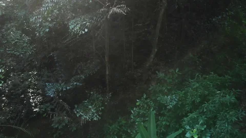 Abstract Amazon Jungle Stock Footage 113733843