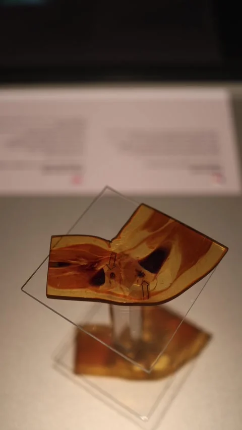 Abstract anatomical slice concept Stock Footage 331233065