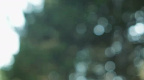 Abstract and blurred forest and sun leak 스톡 동영상 53281886