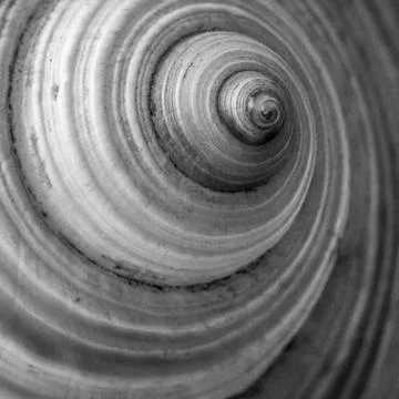 Abstract and close up view of a conch Stock Photos