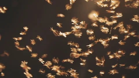 Abstract and magical image of flying moths. Stock Footage 331850456