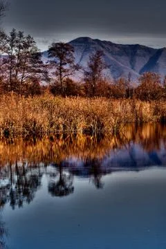 Abstract  and marsh 库存照片