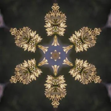 Abstract angular star shape like a snowflake made from photo of white flowers in Stock Photos