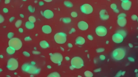 Abstract Animated Grid of Floating Dots Stock Footage 304983862